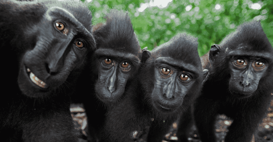 Использование искусственного интеллекта для распознавания особей приматов в дикой природе